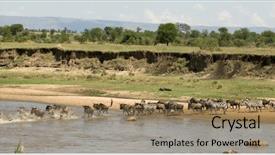  Presentation with serengeti africa - Cool new presentation design with zebra crossing the river backdrop and a coral colored foreground