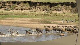  Presentation with serengeti africa - Colorful presentation theme enhanced with zebra crossing the river backdrop and a coral colored foreground