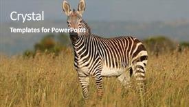  Presentation with south africa - Theme enhanced with zebra equus zebra in grassland background and a gray colored foreground