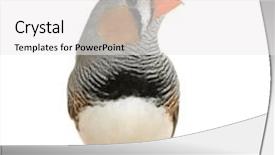  Presentation with front of burj khalifa - PPT layouts featuring zebra finch in front background and a white colored foreground