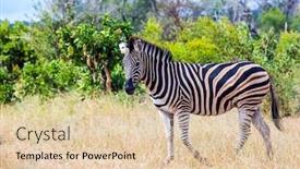  Presentation with exotic animals - Presentation design enhanced with zebra-graze-in-the-yellow background and a lemonade colored foreground
