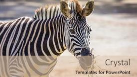  Presentation with zoo - Theme having zebra-grazes-in-the-aviary background and a lemonade colored foreground