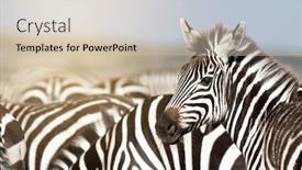  Presentation with sunlight - Colorful slide deck enhanced with zebra-herd-in-sunlight backdrop and a soft green colored foreground