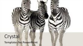  Presentation with cfd white - PPT theme with zebra in front of a white background background and a mint green colored foreground