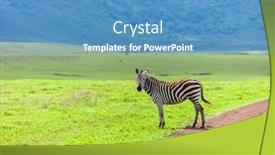  Presentation with area - Colorful presentation enhanced with zebra-in-ngorongoro-conservation-area backdrop and a teal colored foreground