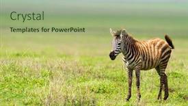  Presentation with area - Presentation theme enhanced with zebra-in-ngorongoro-conservation-area background and a mint green colored foreground