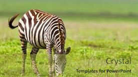  Presentation with area - Amazing PPT theme having zebra-in-ngorongoro-conservation-area backdrop and a yellow colored foreground