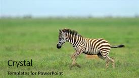  Presentation with serengeti africa - PPT theme enhanced with national park tanzania east africa background and a seafoam green colored foreground