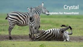  Presentation with serengeti africa - Audience pleasing PPT theme consisting of national park tanzania east africa backdrop and a seafoam green colored foreground