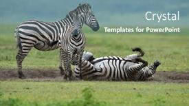  Presentation with serengeti africa - PPT theme consisting of zebra-in-serengeti-national-park background and a seafoam green colored foreground