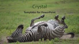  Presentation with serengeti africa - Slides consisting of zebra-in-serengeti-national-park background and a violet colored foreground