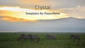  Presentation with serengeti africa - Colorful PPT layouts enhanced with zebra-in-serengeti-national-park backdrop and a lemonade colored foreground