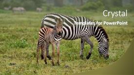  Presentation with serengeti africa - Presentation design featuring zebra-in-serengeti-national-park background and a tawny brown colored foreground