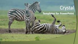  Presentation with serengeti africa - Slide deck with zebra in serengeti national park background and a seafoam green colored foreground