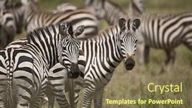  Presentation with serengeti africa - Amazing PPT theme having zebra in serengeti national park tanzania africa backdrop and a tawny brown colored foreground
