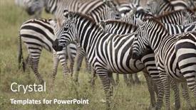 Presentation with serengeti africa - PPT layouts having zebra-in-serengeti-national-park background and a violet colored foreground
