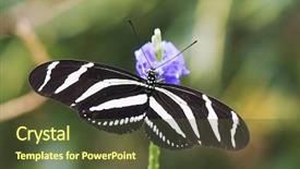  Presentation with butterfly - Beautiful theme featuring zebra-longwing-butterfly-heliconius-charitonia backdrop and a tawny brown colored foreground