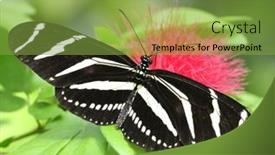  Presentation with butterfly - Audience pleasing slide set consisting of zebra-longwing-heliconius-charitonius-butterfly backdrop and a seafoam green colored foreground