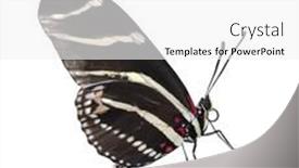  Presentation with butterfly - Beautiful slide deck featuring zebra-longwing-heliconius-charitonius-butterfly backdrop and a white colored foreground