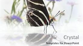  Presentation with butterfly - Cool new PPT theme with zebra-longwing-heliconius-charitonius-butterfly backdrop and a sky blue colored foreground
