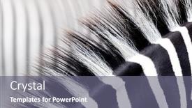 Presentation with black abstract - Slide set with zebra-mane-detail-abstract-closeup background and a gray colored foreground
