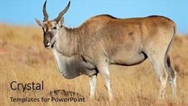  Presentation with south africa - Presentation enhanced with zebra national park south africa background and a coral colored foreground