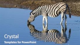  Presentation with africa - Amazing PPT theme having zebra on water hole backdrop and a teal colored foreground