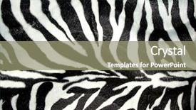  Presentation with animal print - Presentation theme having zebra print for background background and a gray colored foreground