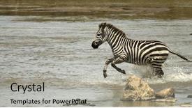  Presentation with serengeti africa - Presentation theme featuring zebra running through river background and a  colored foreground
