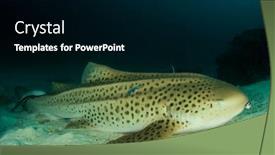  Presentation with shark - Amazing presentation theme having zebra-shark-also-known backdrop and a black colored foreground