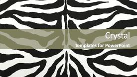  Presentation with skin - Colorful theme enhanced with zebra skin pattern backdrop and a gray colored foreground