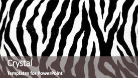  Presentation with pattern - PPT theme having zebra skin pattern background and a dark gray colored foreground