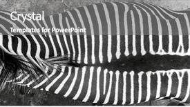 Presentation with skin - Slide set consisting of zebra skin texture background and a gray colored foreground