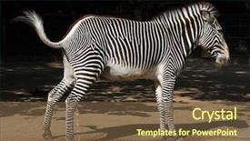  Presentation with animal - Presentation design enhanced with zebra urinating wild life animal background and a tawny brown colored foreground