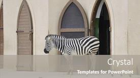  Presentation with zoo - Presentation featuring zebra-wild-animal-in-zoo background and a gray colored foreground