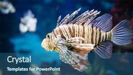  Presentation with fish aquarium - Theme enhanced with zebras - beautiful zebra fish or striped background and a ocean colored foreground