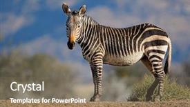  Presentation with south africa - Slides featuring zebras - cape mountain zebra equus zebra background and a violet colored foreground