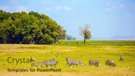  Presentation with africa - Colorful presentation design enhanced with zebras-and-buffaloes-graze-peacefully backdrop and a yellow colored foreground