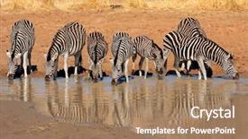  Presentation with drinking water - Beautiful PPT theme featuring zebras equus burchelli drinking water backdrop and a coral colored foreground