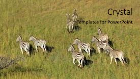  Presentation with aerial view of cape town - Amazing slides having zebras equus burchelli in grassland backdrop and a gold colored foreground