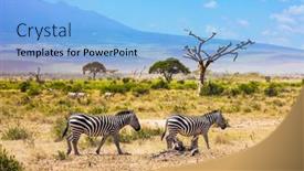  Presentation with savannah - Cool new slide deck with zebras-graze-peacefully backdrop and a light blue colored foreground