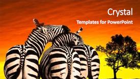  Presentation with africa - Amazing PPT theme having zebras in africa backdrop and a crimson colored foreground