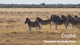  Presentation with free nature - PPT theme with zebras in free nature background and a coral colored foreground