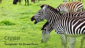  Presentation with area - Presentation theme with zebras-in-ngorongoro-conservation-area background and a yellow colored foreground