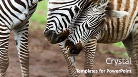  Presentation with area - Colorful theme enhanced with zebras-in-ngorongoro-conservation-area backdrop and a violet colored foreground