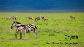  Presentation with area - Beautiful presentation theme featuring zebras-in-ngorongoro-conservation-area backdrop and a gold colored foreground