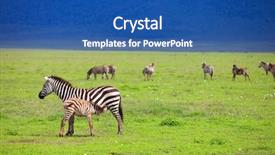  Presentation with what is soil conservation - Audience pleasing slide set consisting of zebras in ngorongoro conservation area in tanzania backdrop and a ocean colored foreground