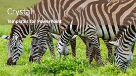  Presentation with area - Cool new presentation design with zebras-in-ngorongoro-conservation-area backdrop and a tawny brown colored foreground