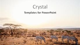  Presentation with kenya - PPT theme with zebras-in-safari-park background and a cream colored foreground