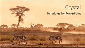 Presentation with dust - Beautiful slide set featuring zebras-walking-in-the-dust backdrop and a lemonade colored foreground